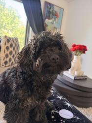 Lost Female Dog last seen 188th street & Cambreleng Ave Bronx, NY, The Bronx, NY 10458