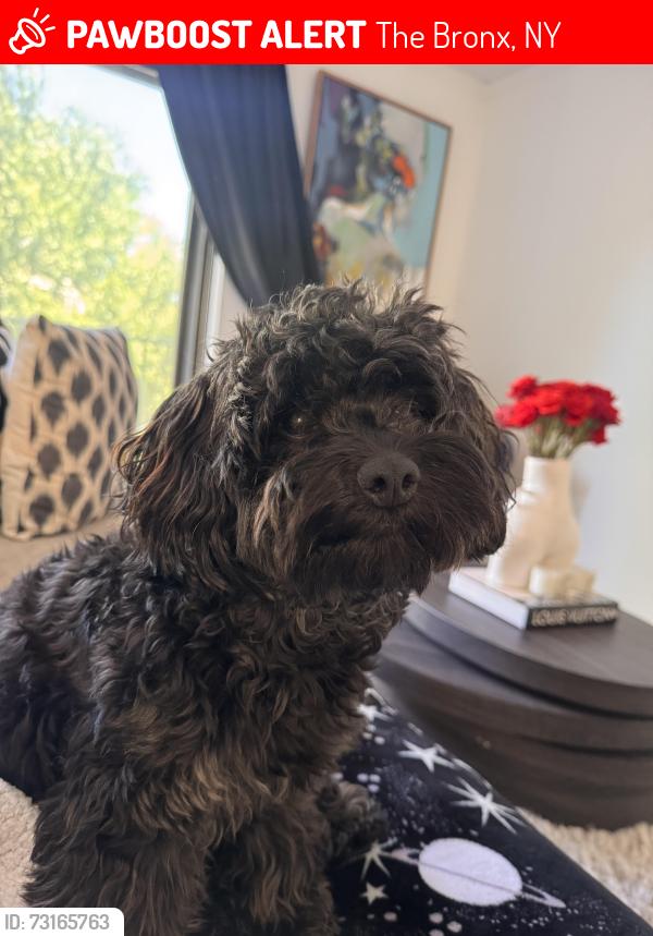 Lost Female Dog last seen 188th street & Cambreleng Ave Bronx, NY, The Bronx, NY 10458