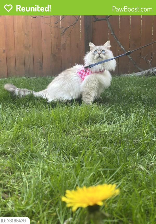 Reunited Female Cat last seen Near Center Rd, Everett, WA 98204, USA, Everett, WA 98204