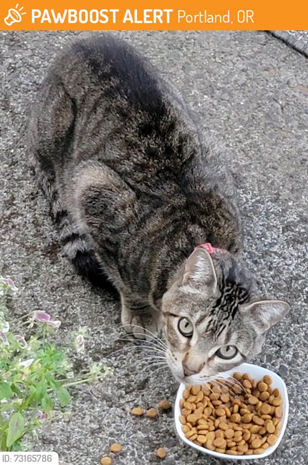 Found/Stray Unknown Cat last seen 85th Hawthorne se, Portland, OR 97214