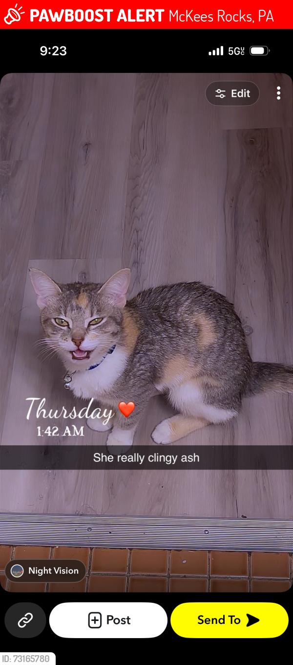 Lost Female Cat last seen McKees Rocks, McKees Rocks, PA 15136