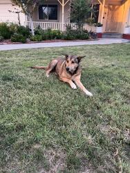 Lost Female Dog last seen Belmont and helm, Roosevelt, CA 93727