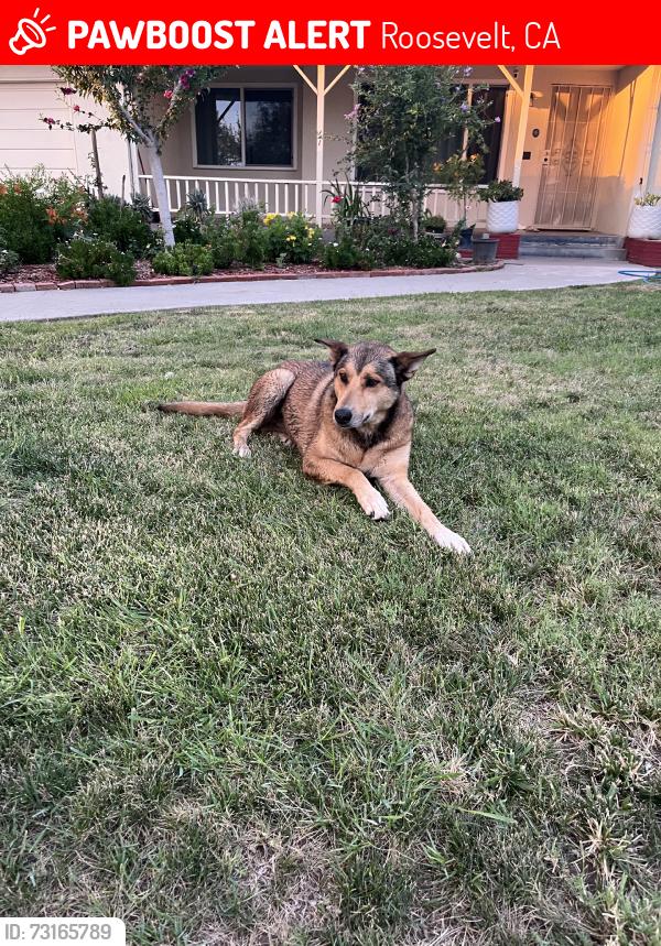 Lost Female Dog last seen Belmont and helm, Roosevelt, CA 93727