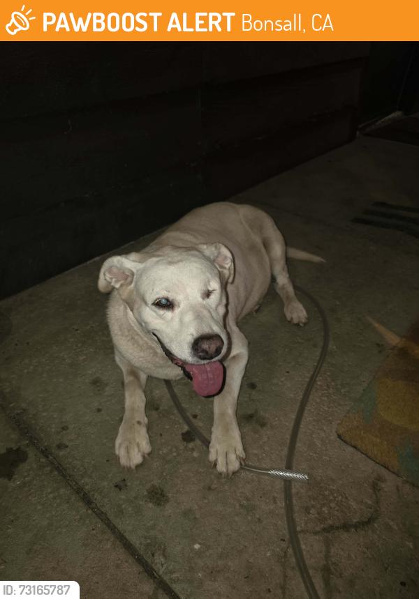 Found/Stray Unknown Dog last seen Via urner way Bonsall, Bonsall, CA 92003