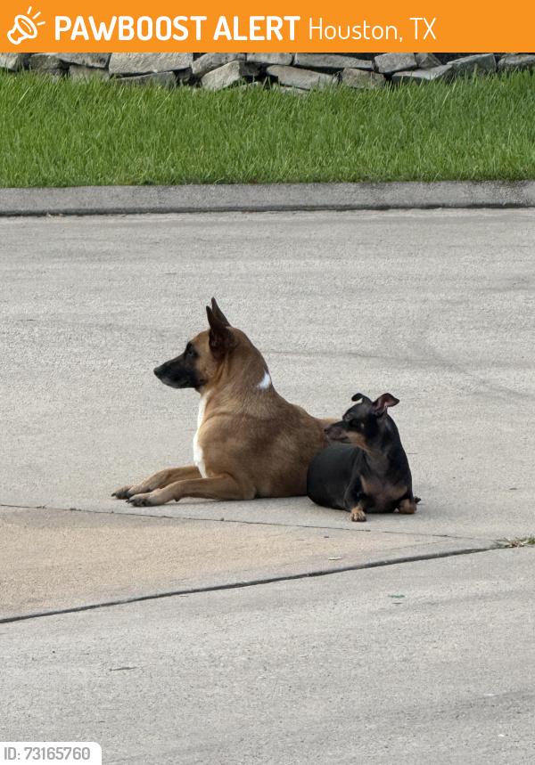 Found/Stray Female Dog last seen Heron Nest Drive Cul de sac, Houston, TX 77064