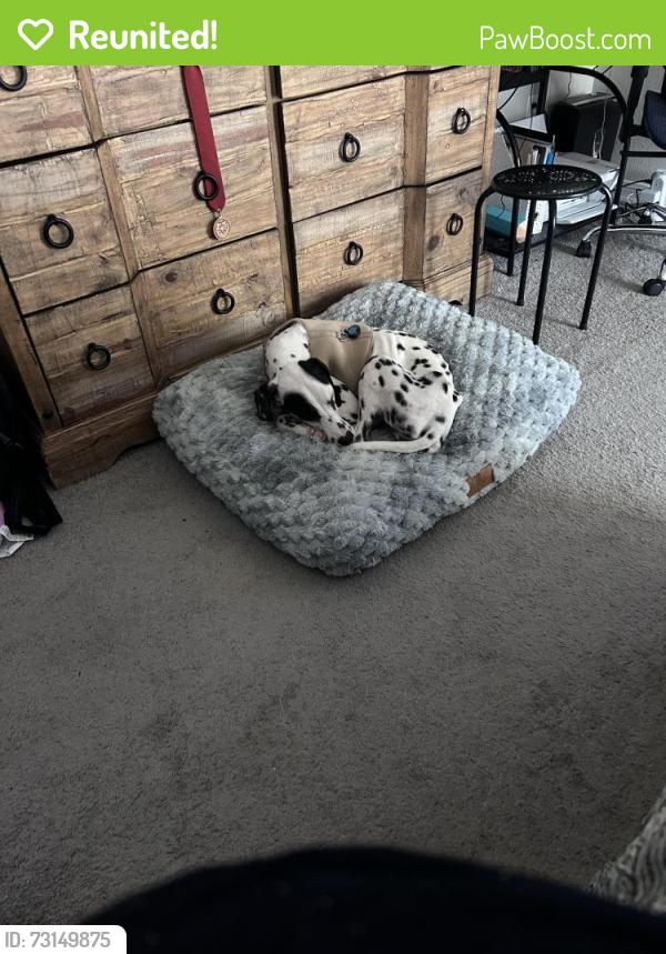 Reunited Female Dog last seen Tulip Willow Way and Meadowlake Mews, Harris County, TX 77447