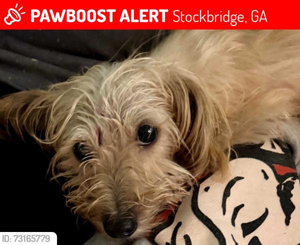 Lost Female Dog last seen flt Rock Rd, Stockbridge, GA 30281