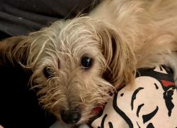 Lost Female Dog last seen flt Rock Rd, Stockbridge, GA 30281
