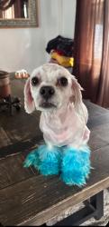 Lost Male Dog last seen By el Rey or Walmart on 43rd, Milwaukee, WI 53215