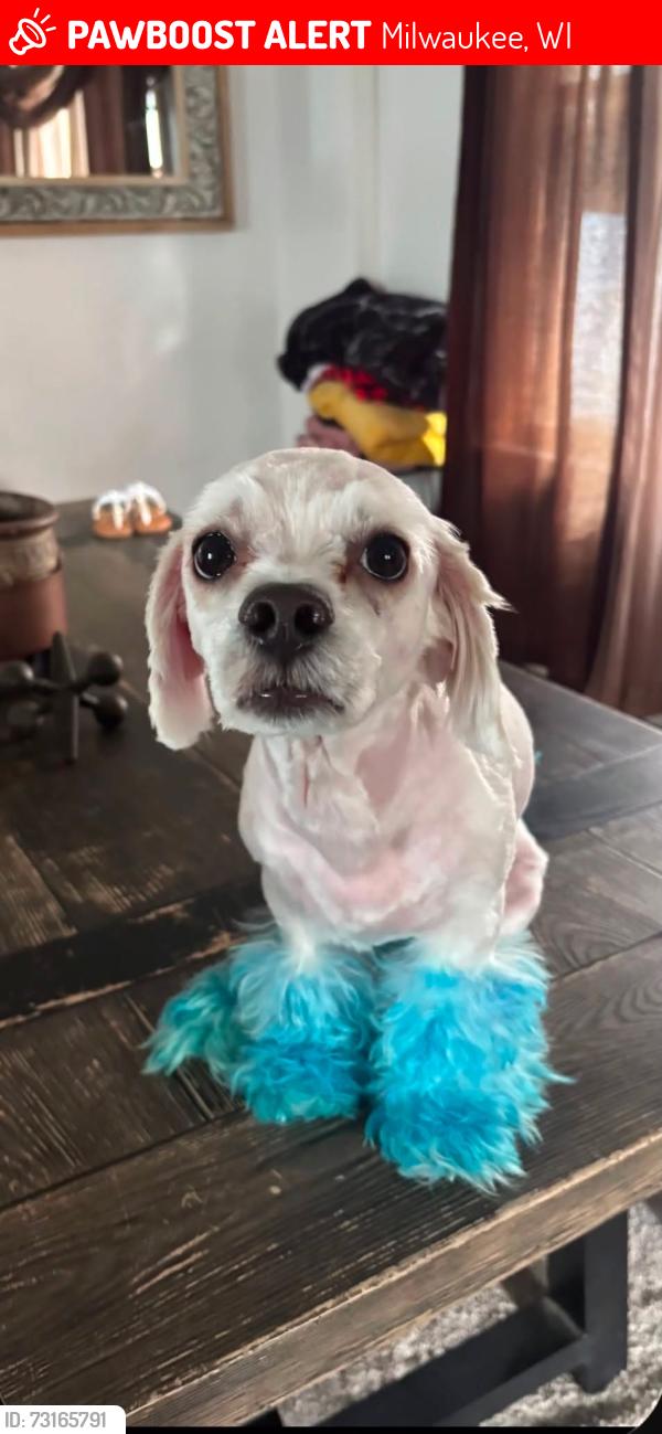 Lost Male Dog last seen By el Rey or Walmart on 43rd, Milwaukee, WI 53215