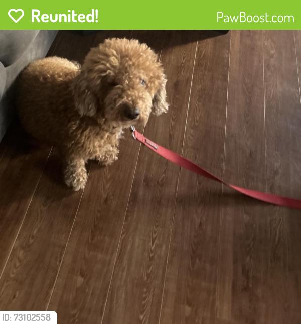 Reunited Male Dog last seen Faires Farms Hanberry Blvd, Charlotte, NC 28213