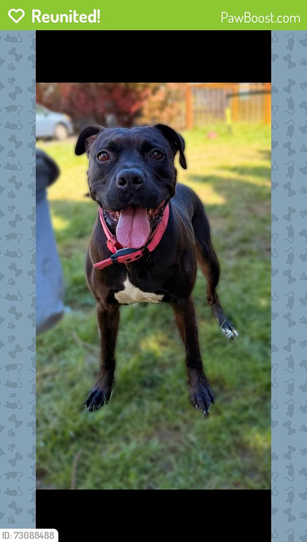 Reunited Female Dog last seen Greenway, Beaverton, OR 97008