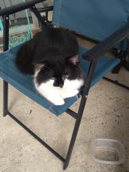 Lost Male Cat last seen Farnsworth Dr and Alexander point, Hopkins, SC 29061