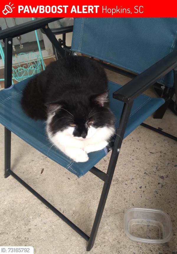 Lost Male Cat last seen Farnsworth Dr and Alexander point, Hopkins, SC 29061