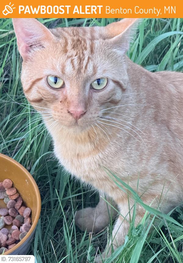 Found/Stray Male Cat last seen Schoolhouse Rd, Benton County, MN 56329