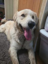 Reunited Female Dog last seen Sales Pavilion/Texaco, Enumclaw, WA 98022
