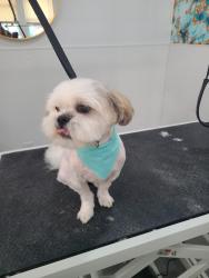 Lost Male Dog last seen Main setter, Reynoldsburg, OH 43068
