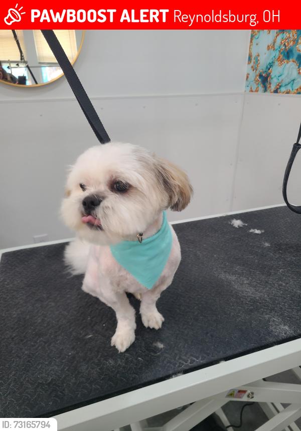 Lost Male Dog last seen Main setter, Reynoldsburg, OH 43068