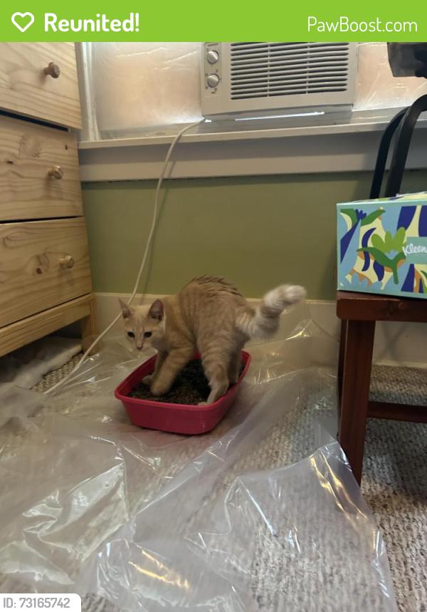 Reunited Male Cat last seen Foster and Vine, Lansing, MI 48912