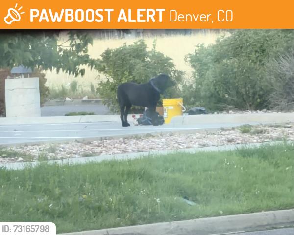 Found/Stray Unknown Dog last seen In front of the McDonald’s and next to Popeyes in tower Road, Denver, CO 80249