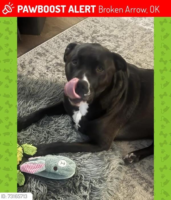 Lost Male Dog last seen 91st and Oneta Road, Broken Arrow, OK 74014