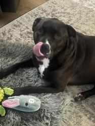 Lost Male Dog last seen 91st and Oneta Road, Broken Arrow, OK 74014