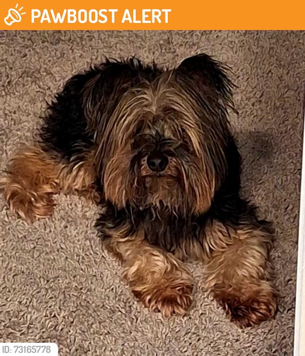 Found/Stray Male Dog last seen Hewitt Landing New Neighborhood just before Oyster Bay, Brunswick County, NC 28462