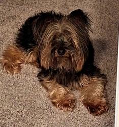 Found/Stray Male Dog last seen Hewitt Landing New Neighborhood just before Oyster Bay, Brunswick County, NC 28462