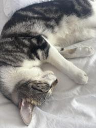 Lost Female Cat last seen Vincent Terrace N1, Greater London, England N1 8HW