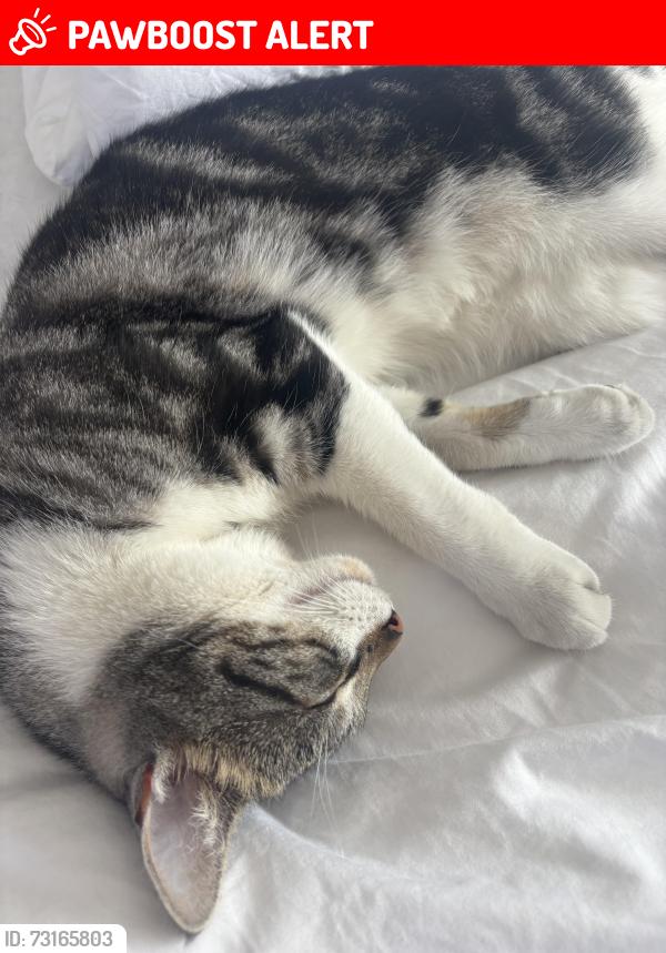 Lost Female Cat last seen Vincent Terrace N1, Greater London, England N1 8HW