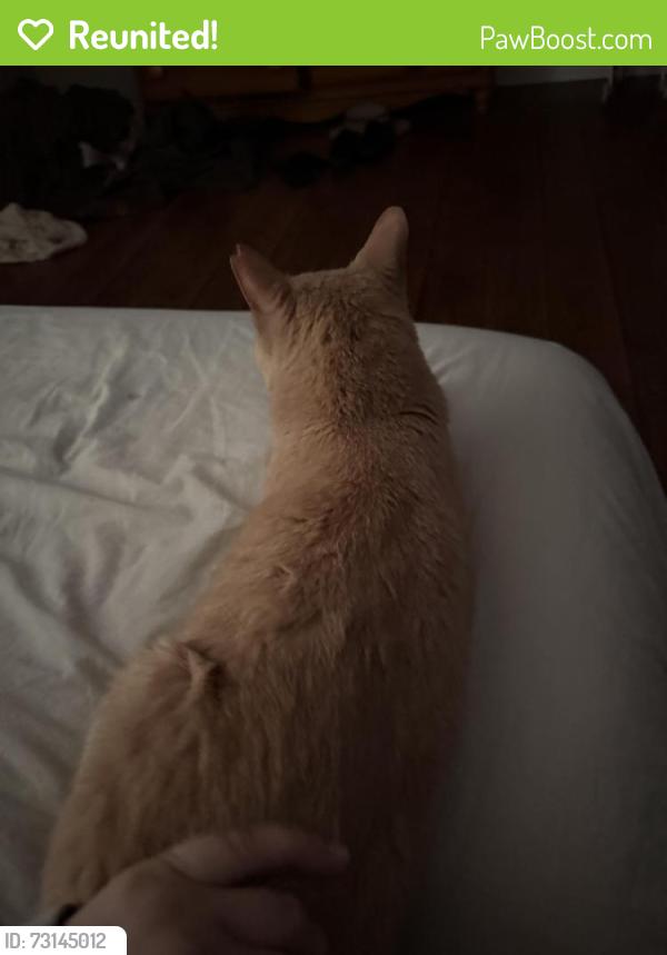 Reunited Male Cat last seen Near Coronado crest road, Maryville, TN 37804