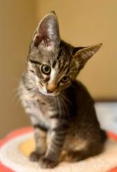 Shelter Stray Male Cat last seen Near Winchester Avenue, 64134, MO, 7077 Elmwood Ave, Kansas City, MO 64132, USA
