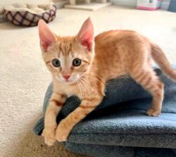 Shelter Stray Male Cat last seen Near Winchester Avenue, 64134, MO, 7077 Elmwood Ave, Kansas City, MO 64132, USA