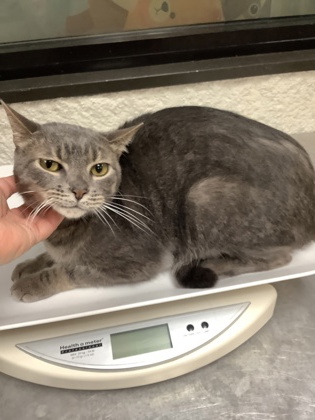 Shelter Stray Male Cat last seen Near Martin Street, East District, TX, 355 Hillshire Dr, Haslet, TX 76052, USA