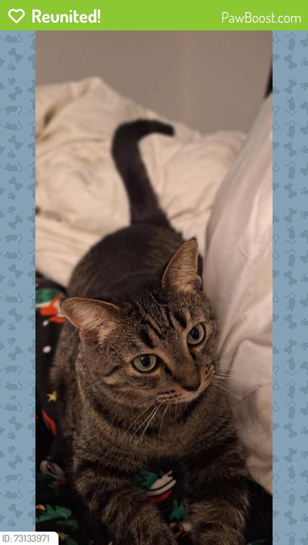 Reunited Female Cat last seen Near & Groveland, Roseville, MI 48066