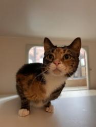 Shelter Stray Female Cat last seen Near PINE DR, Fairfax County, VA, 4500 West Ox Rd, Fairfax, VA 22030, USA