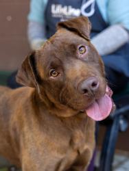 Shelter Stray Male Dog last seen Near Eagles Nest Cir Decatur, 30035, 30035, GA, 3280 Chamblee Dunwoody Rd, Chamblee, GA 30341, USA