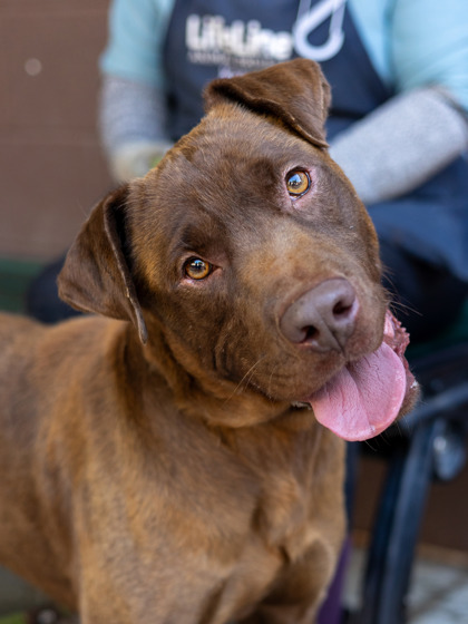 Shelter Stray Male Dog last seen Near Eagles Nest Cir Decatur, 30035, 30035, GA, 3280 Chamblee Dunwoody Rd, Chamblee, GA 30341, USA