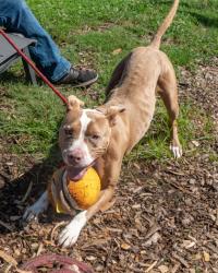 Shelter Stray Female Dog last seen Long Dr & McAfee RdCandler-McAfee, GA 30032, 30032, GA, 3280 Chamblee Dunwoody Rd, Chamblee, GA 30341, USA