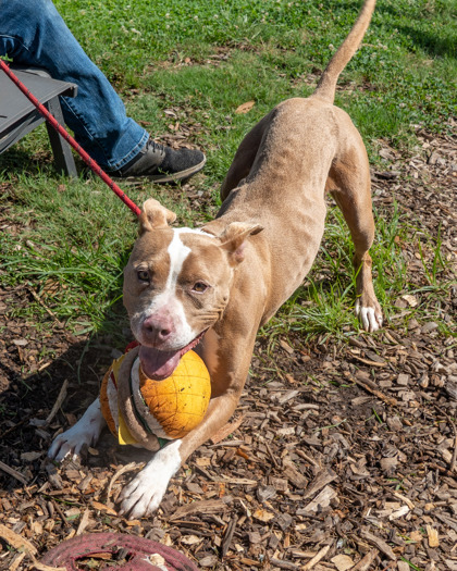 Shelter Stray Female Dog last seen Long Dr & McAfee RdCandler-McAfee, GA 30032, 30032, GA, 3280 Chamblee Dunwoody Rd, Chamblee, GA 30341, USA