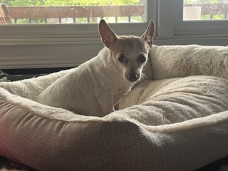 Shelter Stray Female Dog last seen Near Woodcastle Ln SE, ATL GA 30316, 30316, GA, 3280 Chamblee Dunwoody Rd, Chamblee, GA 30341, USA