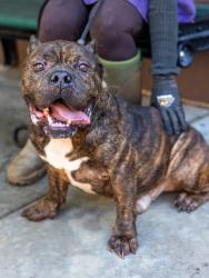 Shelter Stray Male Dog last seen Par 4 WayStonecrest, GA 30038, 30038, GA, 3280 Chamblee Dunwoody Rd, Chamblee, GA 30341, USA
