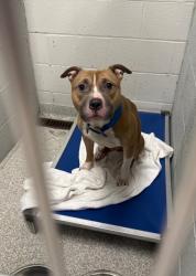 Shelter Stray Male Dog last seen Near Windsor ave, 21216, MD, 301 Stockholm St, Baltimore, MD 21230, USA