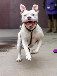 Shelter Stray Male Dog last seen Near Bouldercrest Rd Ellenwood, 30294, 30294, GA, 3280 Chamblee Dunwoody Rd, Chamblee, GA 30341, USA