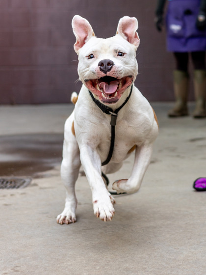 Shelter Stray Male Dog last seen Near Bouldercrest Rd Ellenwood, 30294, 30294, GA, 3280 Chamblee Dunwoody Rd, Chamblee, GA 30341, USA