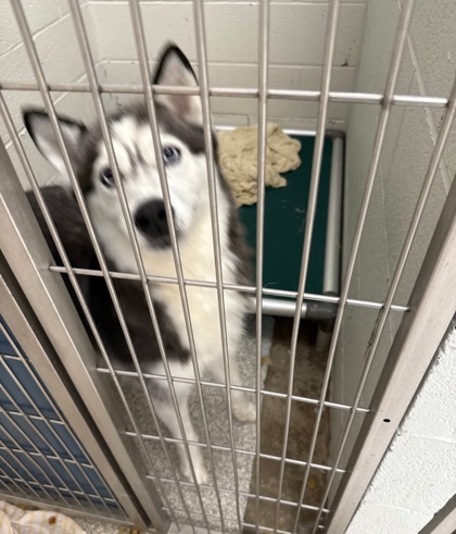 Shelter Stray Female Dog last seen Near Monroe Circle, 21225, MD, 301 Stockholm St, Baltimore, MD 21230, USA