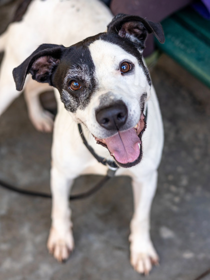 Shelter Stray Male Dog last seen , , GA, 3280 Chamblee Dunwoody Rd, Chamblee, GA 30341, USA