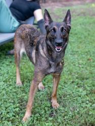 Shelter Stray Female Dog last seen Near Berline Drive Lithonia, 30038, 30038, GA, 3280 Chamblee Dunwoody Rd, Chamblee, GA 30341, USA