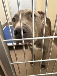 Shelter Stray Male Dog last seen Near S Deshon Rd Lithonia, 30058, 30058, GA, 3280 Chamblee Dunwoody Rd, Chamblee, GA 30341, USA