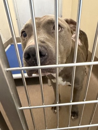 Shelter Stray Male Dog last seen Near S Deshon Rd Lithonia, 30058, 30058, GA, 3280 Chamblee Dunwoody Rd, Chamblee, GA 30341, USA